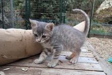 SILVER, Katze, Europäisch Kurzhaar in Italien - Bild 4