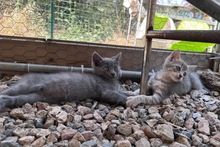 SILVER, Katze, Europäisch Kurzhaar in Italien - Bild 5