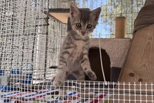 SILVER, Katze, Europäisch Kurzhaar in Italien - Bild 6