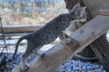 SILVER, Katze, Europäisch Kurzhaar in Italien - Bild 7
