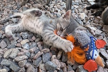 SILVER, Katze, Europäisch Kurzhaar in Italien - Bild 9