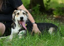 NIKO, Hund, Mischlingshund in Polen - Bild 1