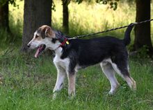 NIKO, Hund, Mischlingshund in Polen - Bild 2