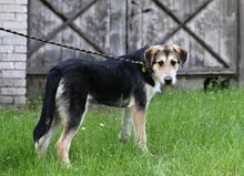 NIKO, Hund, Mischlingshund in Polen - Bild 3