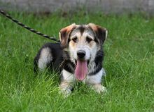 NIKO, Hund, Mischlingshund in Polen - Bild 4