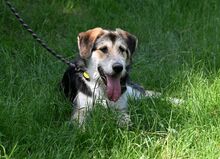 NIKO, Hund, Mischlingshund in Polen - Bild 5