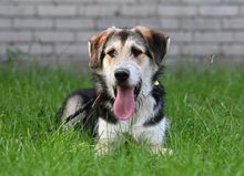 NIKO, Hund, Mischlingshund in Polen - Bild 6
