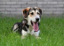 NIKO, Hund, Mischlingshund in Polen - Bild 7