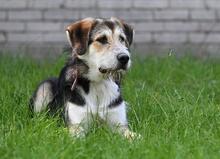 NIKO, Hund, Mischlingshund in Polen - Bild 8