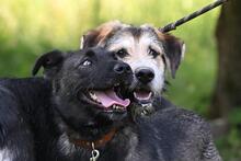 NIKO, Hund, Mischlingshund in Polen - Bild 9