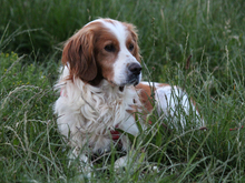 ARGO, Hund, Epagneul Breton in Lindlar - Bild 2