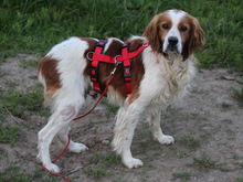 ARGO, Hund, Epagneul Breton in Lindlar - Bild 3