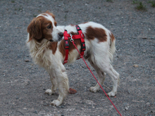 ARGO, Hund, Epagneul Breton in Lindlar - Bild 4