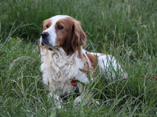 ARGO, Hund, Epagneul Breton in Lindlar - Bild 5