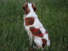ARGO, Hund, Epagneul Breton in Lindlar - Bild 6