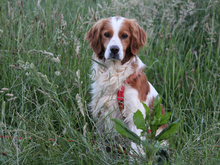 ARGO, Hund, Epagneul Breton in Lindlar - Bild 7