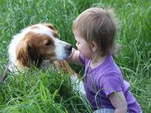 ARGO, Hund, Epagneul Breton in Lindlar - Bild 8