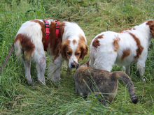 ARGO, Hund, Epagneul Breton in Lindlar - Bild 9