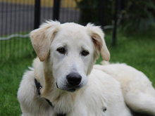ANTON, Hund, Mischlingshund in Ruppichteroth - Bild 1