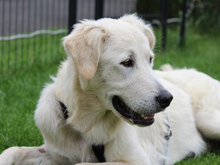 ANTON, Hund, Mischlingshund in Ruppichteroth - Bild 2