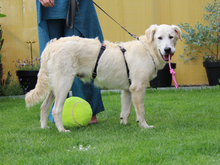 ANTON, Hund, Mischlingshund in Ruppichteroth - Bild 4