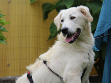 ANTON, Hund, Mischlingshund in Ruppichteroth - Bild 5