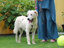 ANTON, Hund, Mischlingshund in Ruppichteroth - Bild 6