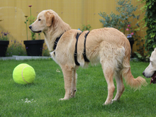 AZUL-AZUZ, Hund, Mischlingshund in Ruppichteroth - Bild 2