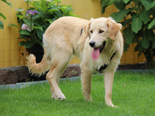 AZUL-AZUZ, Hund, Mischlingshund in Ruppichteroth - Bild 3