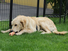 AZUL-AZUZ, Hund, Mischlingshund in Ruppichteroth - Bild 4