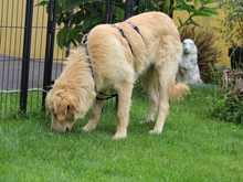 AZUL-AZUZ, Hund, Mischlingshund in Ruppichteroth - Bild 5