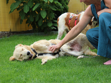 AZUL-AZUZ, Hund, Mischlingshund in Ruppichteroth - Bild 6
