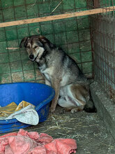 VINCENT, Hund, Mischlingshund in Rumänien - Bild 1