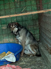 VINCENT, Hund, Mischlingshund in Rumänien - Bild 2