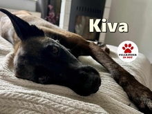 KIVA 116-25-A, Hund, Belgischer Schäferhund-Mix in Ense - Bild 1