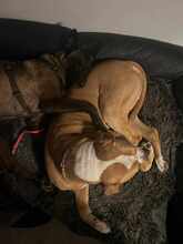 KIVA 116-25-A, Hund, Belgischer Schäferhund-Mix in Ense - Bild 2