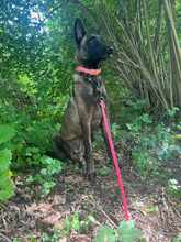 KIVA 116-25-A, Hund, Belgischer Schäferhund-Mix in Ense - Bild 3