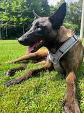 KIVA 116-25-A, Hund, Belgischer Schäferhund-Mix in Ense - Bild 4