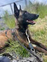 KIVA 116-25-A, Hund, Belgischer Schäferhund-Mix in Ense - Bild 5