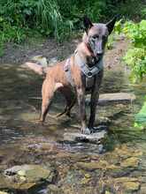 KIVA 116-25-A, Hund, Belgischer Schäferhund-Mix in Ense - Bild 6