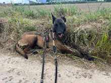 KIVA 116-25-A, Hund, Belgischer Schäferhund-Mix in Ense - Bild 7