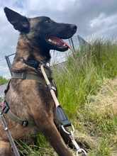 KIVA 116-25-A, Hund, Belgischer Schäferhund-Mix in Ense - Bild 8