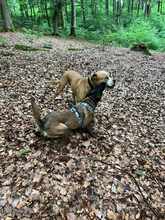 KIVA 116-25-A, Hund, Belgischer Schäferhund-Mix in Ense - Bild 9
