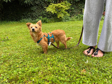 PESCA, Hund, Pinscher-Mix in Heidelberg - Bild 2