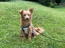 PESCA, Hund, Pinscher-Mix in Heidelberg - Bild 3