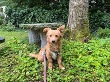PESCA, Hund, Pinscher-Mix in Heidelberg - Bild 4