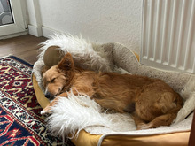 PESCA, Hund, Pinscher-Mix in Heidelberg - Bild 5