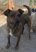 TRACY, Hund, Mischlingshund in Rumänien - Bild 1
