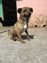 TRACY, Hund, Mischlingshund in Rumänien - Bild 2