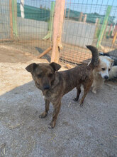TRACY, Hund, Mischlingshund in Rumänien - Bild 5